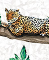 雨林花豹 壁紙-彩色
