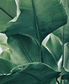 繁盛-寬葉 壁紙(綠)